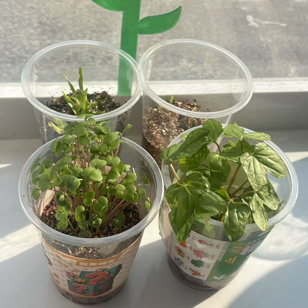 種子領(lǐng)養(yǎng)計劃-看一粒種子發(fā)芽